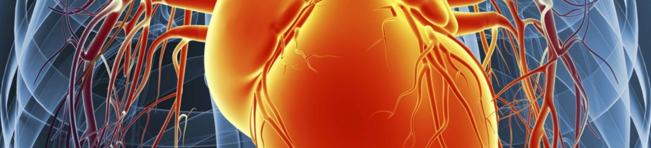 3D illustration of a human heart with surrounding arteries and veins inside a semi-transparent upper torso.