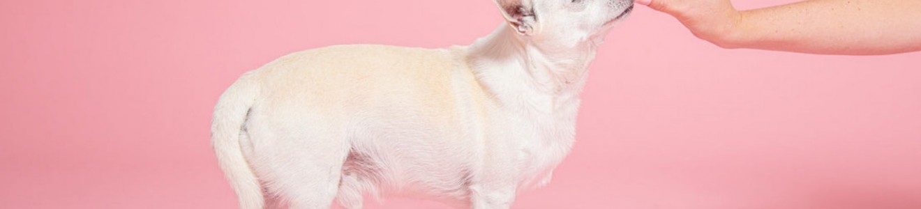 A small white dog standing on a pink background, sniffing a treat held by a person's hand.