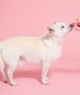 A small white dog standing on a pink background, sniffing a treat held by a person's hand.