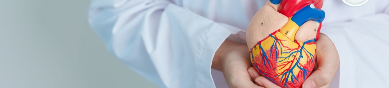 A medical professional wearing a white coat and stethoscope is holding a detailed anatomical model of a human heart.