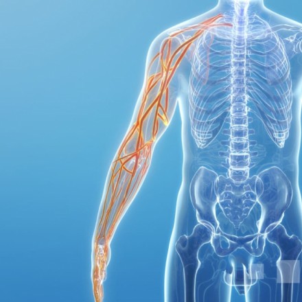 Transparent human torso and arm with highlighted arm nerves on a blue background.