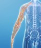 Transparent human torso and arm with highlighted arm nerves on a blue background.