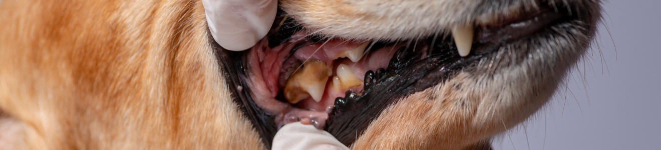 Close-up of a dog’s mouth being examined by a person wearing white gloves, showing the dog's teeth and gums.