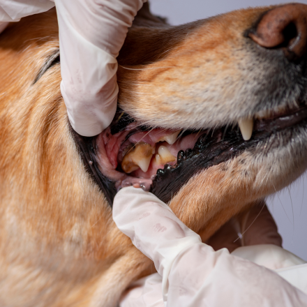 Close-up of a dog’s mouth being examined by a person wearing white gloves, showing the dog's teeth and gums.