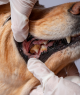 Close-up of a dog’s mouth being examined by a person wearing white gloves, showing the dog's teeth and gums.