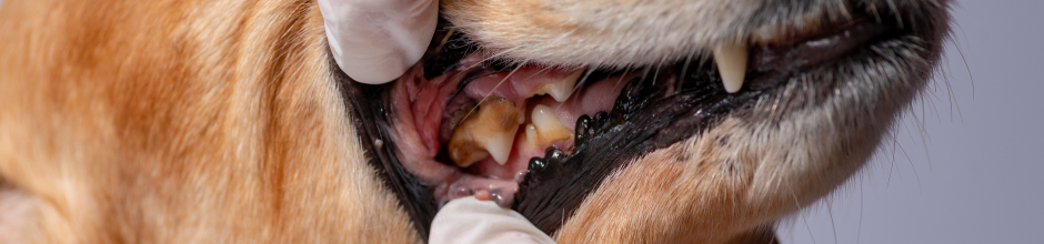 Close-up of a dog’s mouth being examined by a person wearing white gloves, showing the dog's teeth and gums.